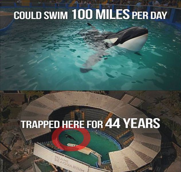 abuse of orcas at seaworld - Could Swim 100 Miles Per Day Trapped Here For 44 Years Baum o Network