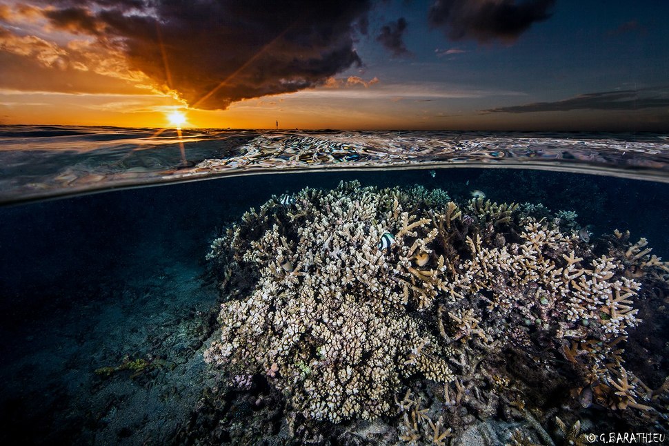 underwater maldives underwater photography - G.Barathieu