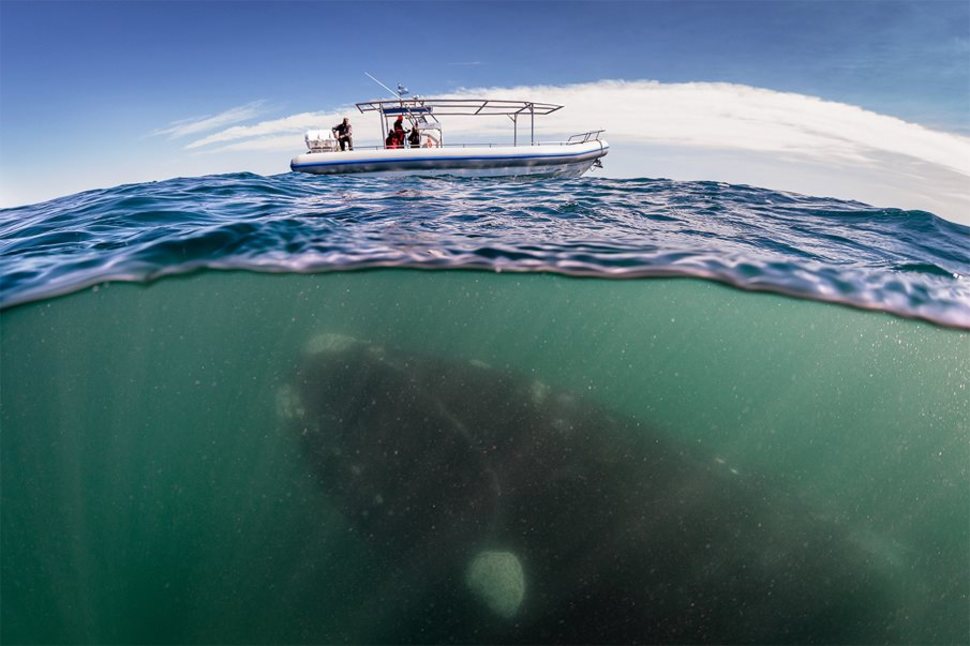 underwater whales under boats
