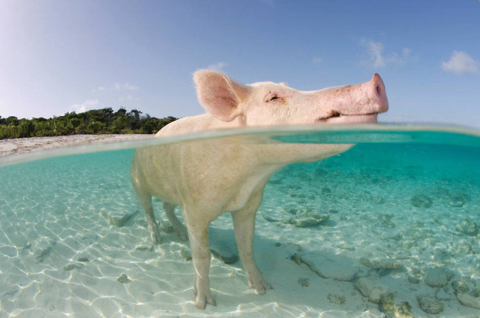 underwater underwater pigs