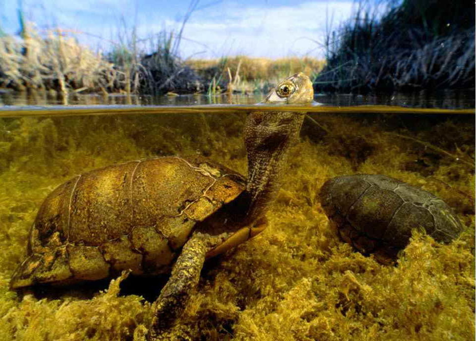 underwater coahuilan box turtle