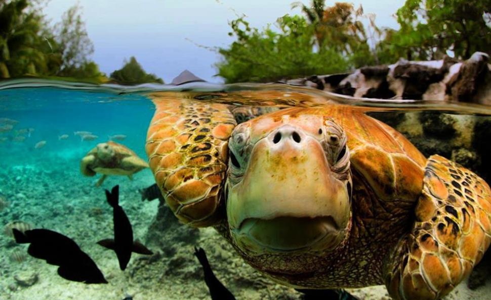 underwater turtle bora bora