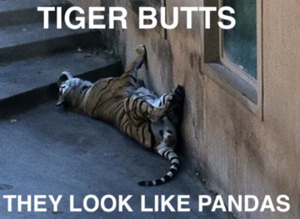 funny observations - Tiger Butts They Look Pandas