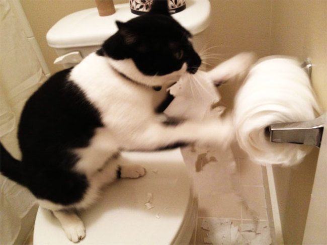 cats and toilet paper