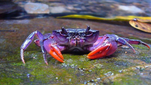 real animal purple crab