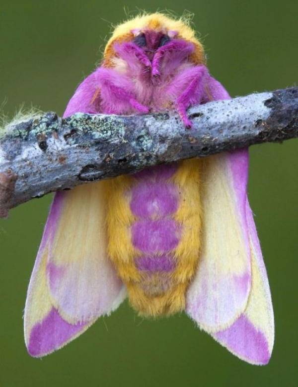real animal rosy maple moth
