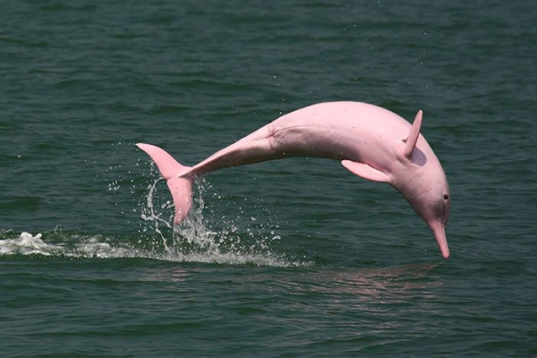 real animal dolphin amazon river