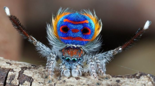 real animal peacock spider