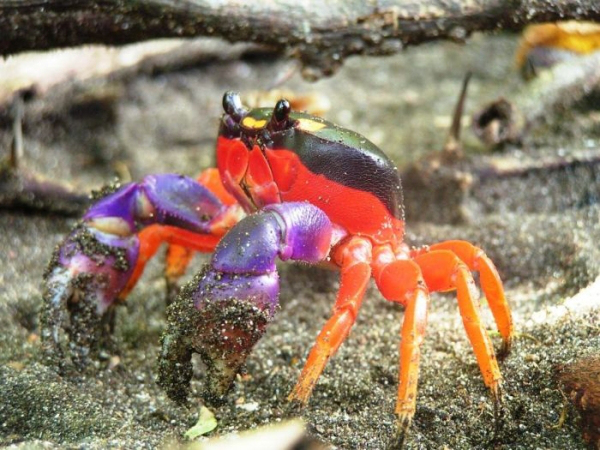 real animal halloween crab