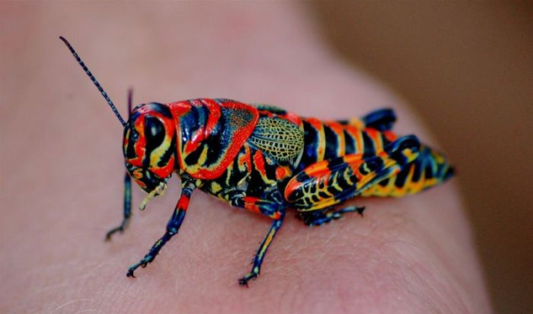 real animal rainbow cricket