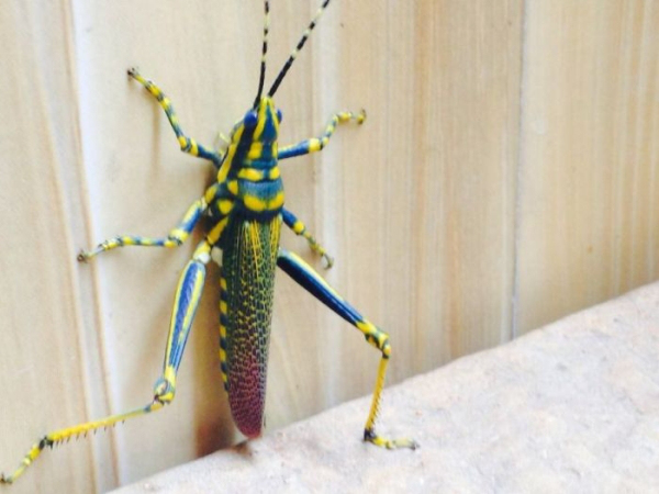 real animal grasshopper aesthetic