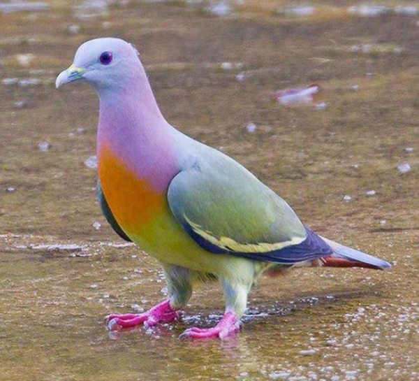 real animal pink necked green pigeon