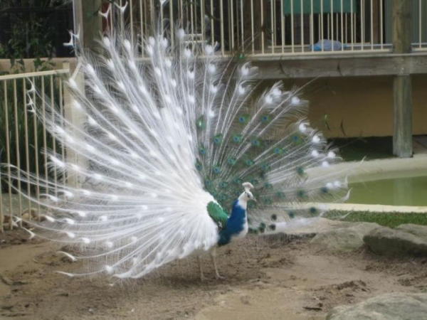 real animal bicolored peacock