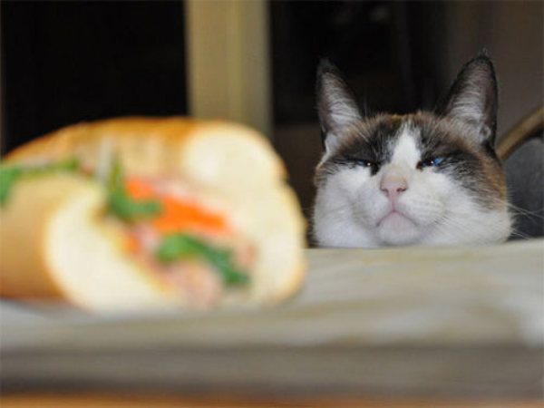 cats looking at food