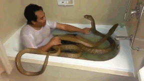 cobra in bathtub