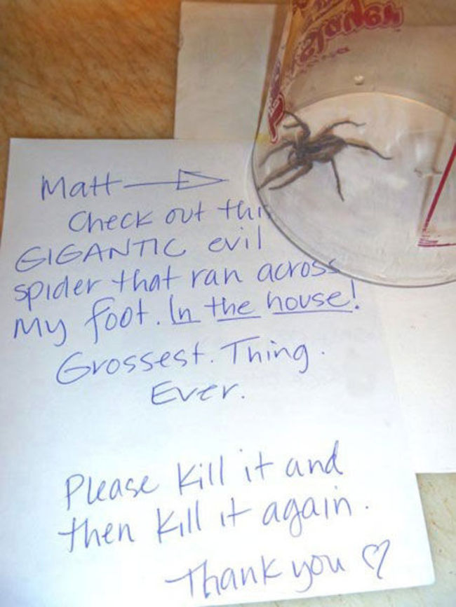 roommate funny - N60 Matt Check out this Gigantic evil spider that ran across My foot. In the house! Grossest. Thing Ever. Please kill it and then kill it again. Thank you a