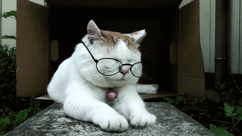 professor cat gif