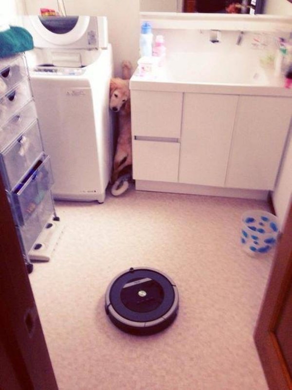 roomba dog scared