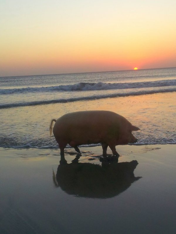 pig on the beach