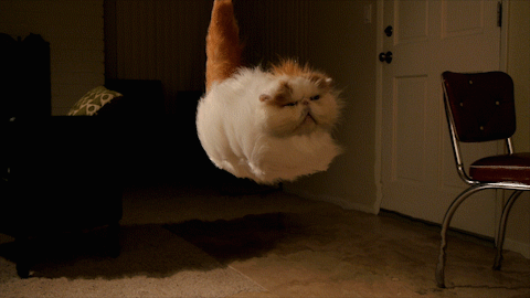hover cat gif