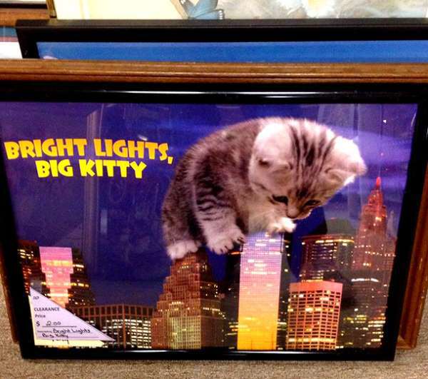 bright lights big kitty poster - Bright Lights Big Kitty Lsid Hail I Cuialance . !