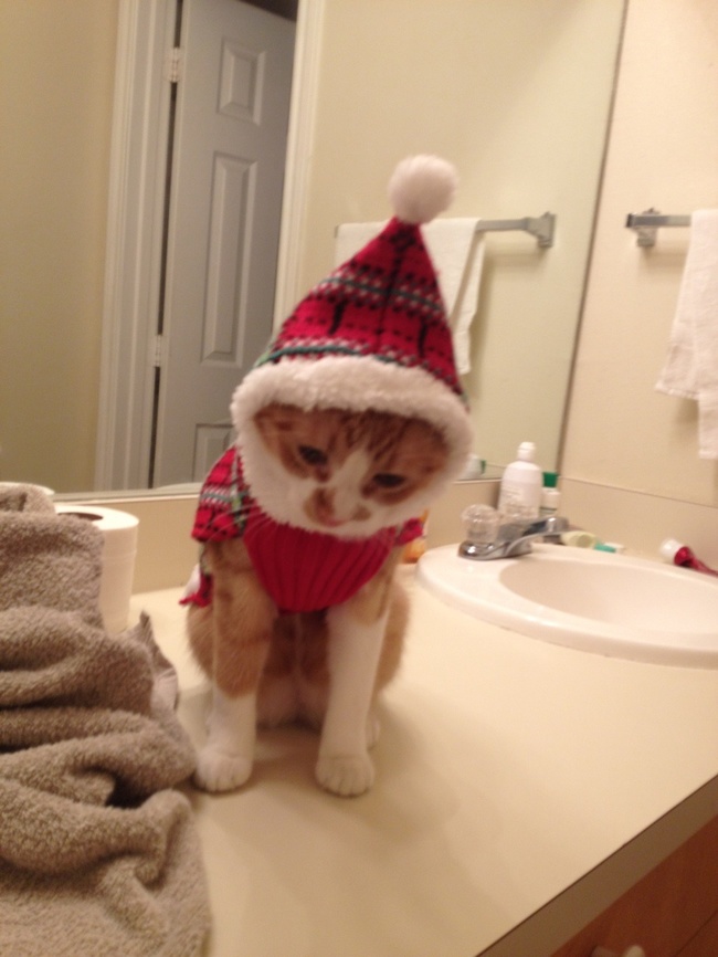 14 Pets Who Hate Christmas