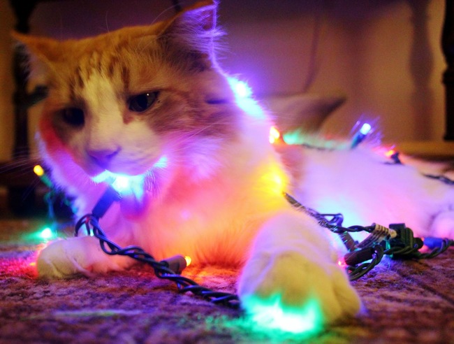 14 Pets Who Hate Christmas