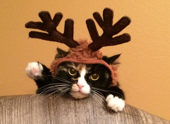 14 Pets Who Hate Christmas