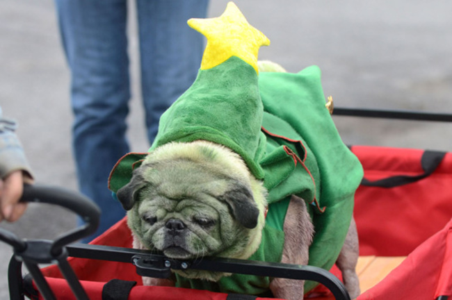 14 Pets Who Hate Christmas