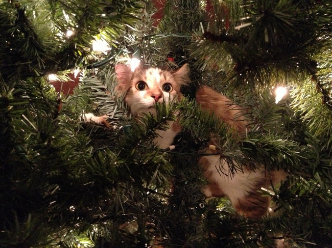 14 Pets Who Hate Christmas