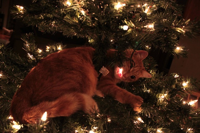 14 Pets Who Hate Christmas