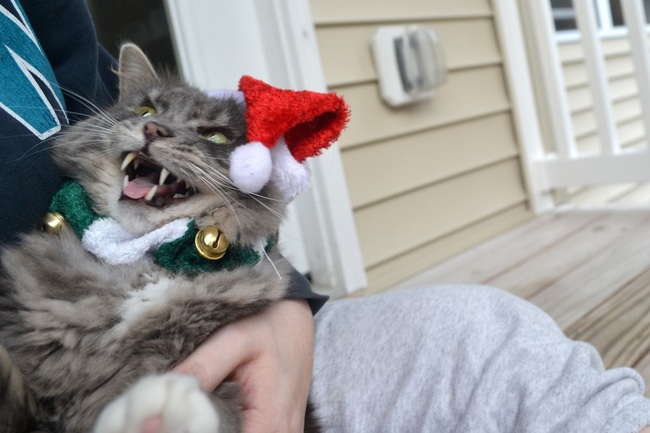 14 Pets Who Hate Christmas