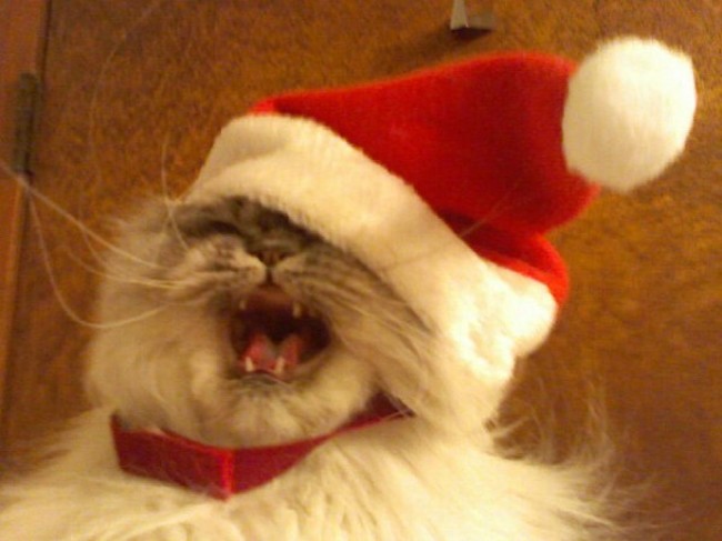 14 Pets Who Hate Christmas