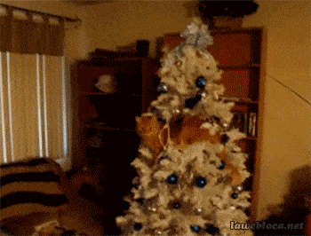 14 Pets Who Hate Christmas