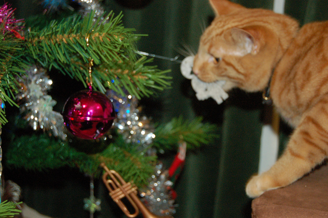 14 Pets Who Hate Christmas