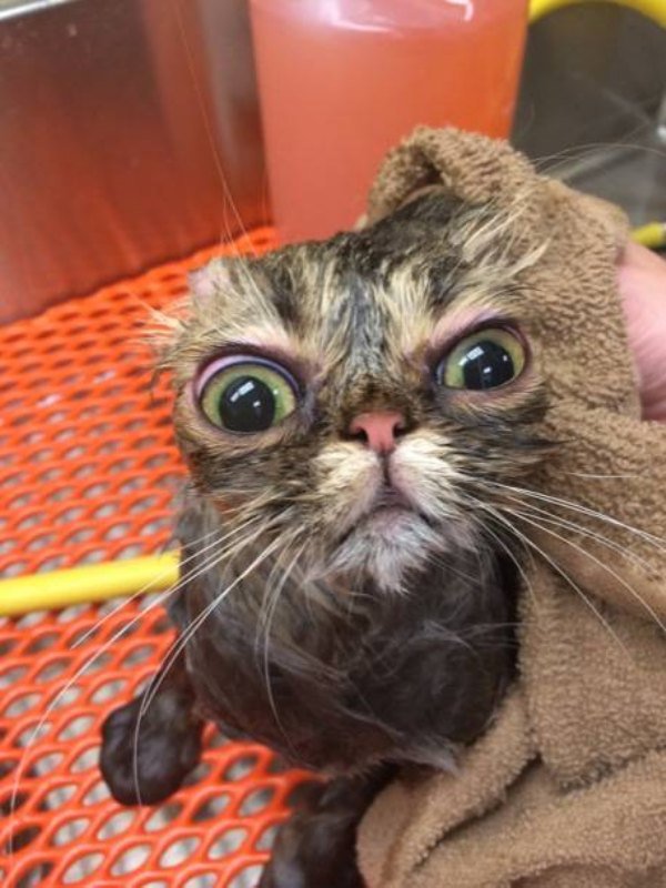 Animals react to taking baths in very different ways