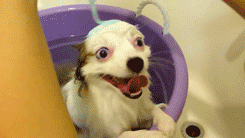 Animals react to taking baths in very different ways