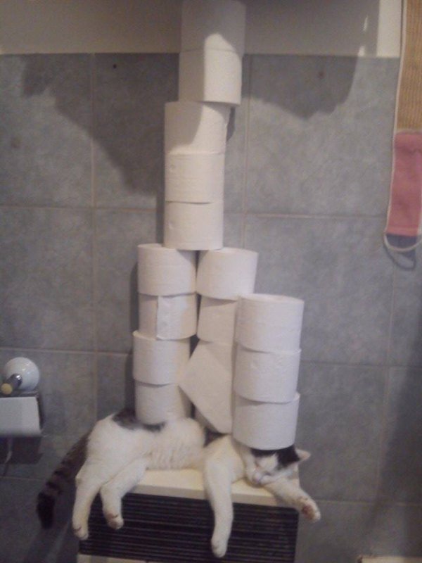 cat stacking toilet paper