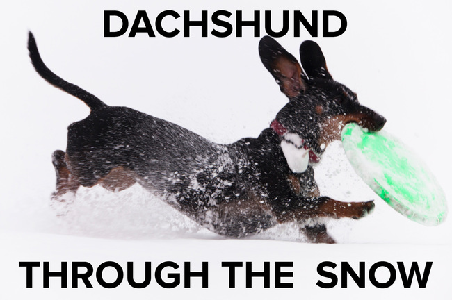 christmas puns - christmas memes - Dachshund Through The Snow