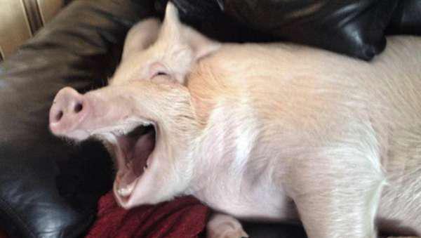35 Pigs That Make Cool Pets
