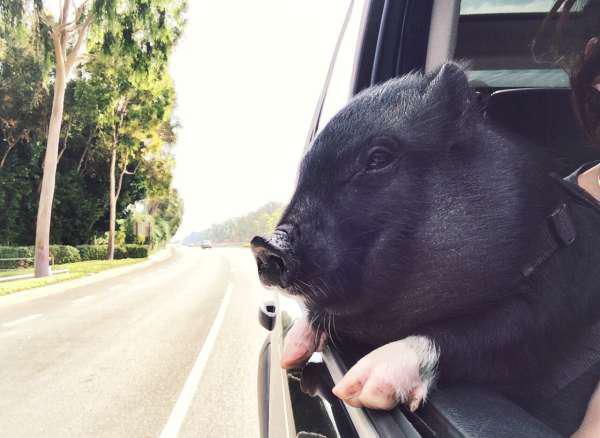 35 Pigs That Make Cool Pets