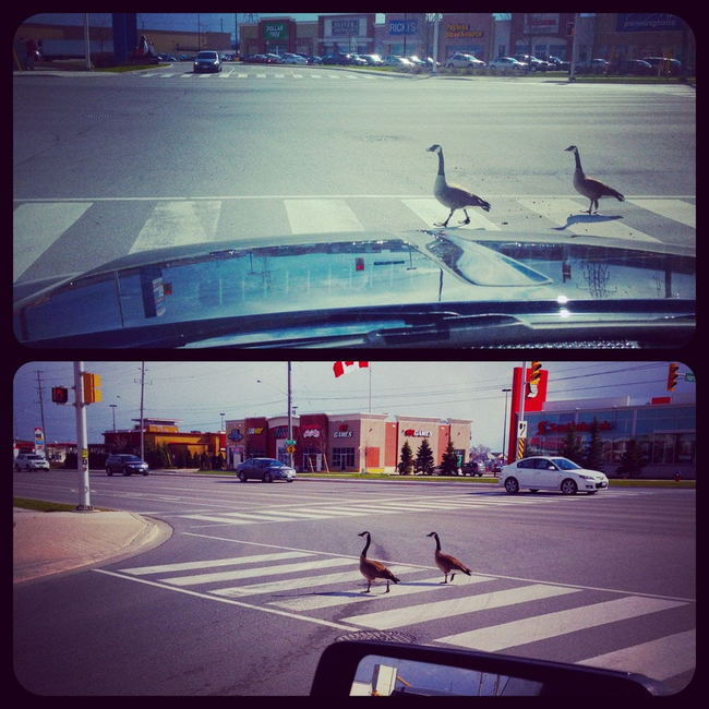 32 reasons Canadians are too nice