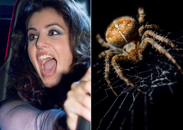 British singer Katie Melua recently posted the picture of a small spider that had been inside her ear for a week. She posted a video of the creature on her Instagram account saying: "So I had a rustling in my ear for a week and went to the doctor. This little fella is what they found!" Needless to say that this left the singer and her ear specialist startled.