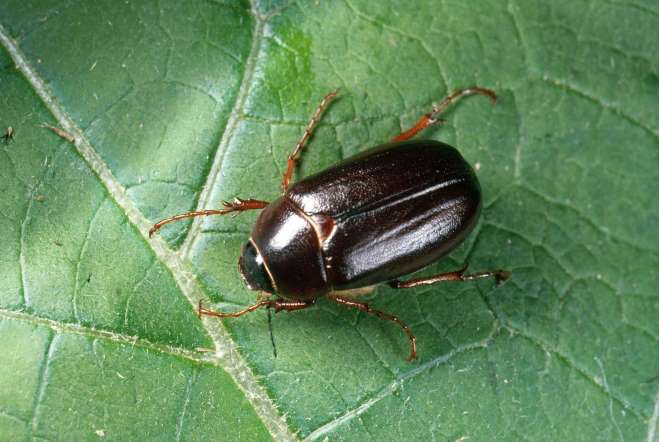 JUNE BUG-Phyllophaga June bug is a type of beetle that can sometimes enter a human's ear or the mouth. If it manages to enter ears, a June Bug can cause severe pain and hearing loss in extreme cases.
