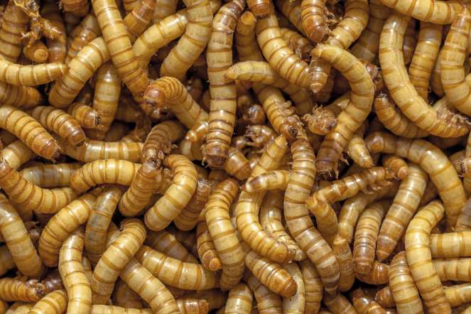 MAGGOT-Mainly a threat to livestock and pets, a maggot, the larva of a fly, can infest a human body as well. The infestation of a maggots, or Myiasis, in humans is mostly caused by the botfly.