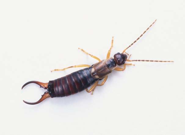 EARWIG-Though there is no scientific evidence of a human disease transmitted by earwigs, these creatures are found throughout the world and are said to be dangerous.