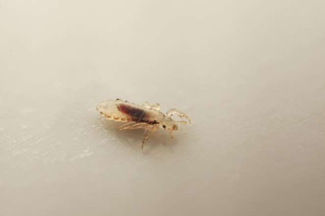 LOUSE-One of the most common wingless insects that can infect humans, louse commonly known through the plural - lice can cause a disease called Pediculosis, in which they feed on the blood. Though lice can be found on any human body part, head-lice infestation is the most common around the world.
