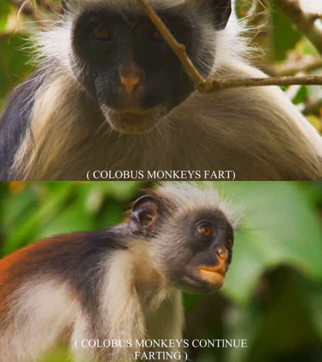 nature documentary memes - Colobus Monkeys Fart, Colobus Monkeys Continue Farting
