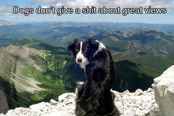 dog on hill - Dogs don't give a shit about great views