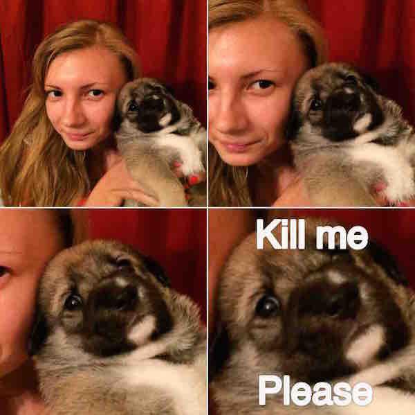 dog kill me - Kill me Please